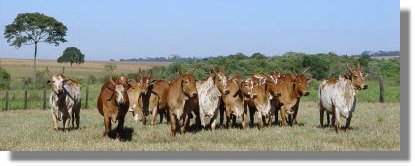 Rinderfarm Cattle Ranch Estancia in Bolivien zum Kaufen