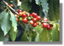 Kaffeeplantage in Costa Rica