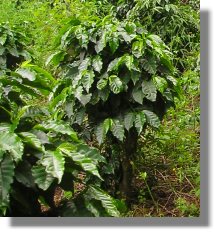 Plantage mit Kaffee in Costa Rica zum Kaufen