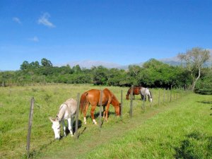 Koppel der Pferderanch bei Salta Argentinien