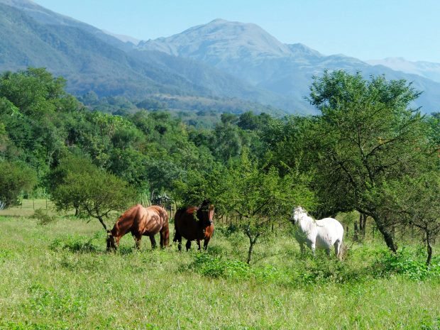 Pferderanch bei Salta Argentinien