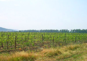 Weinberge in Georgien