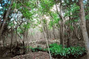 Plantage bei Nuevo Xcan Yucatan
