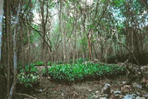 Zierpflanzen-Plantage auf Yucatan Mexiko