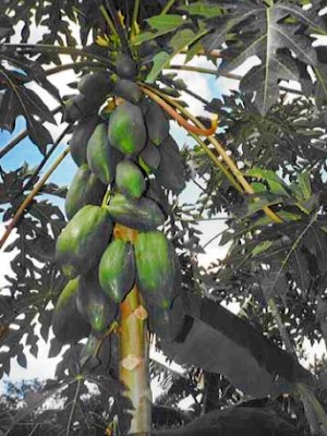 Plantage fr Papaya auf Yucatan Mexiko