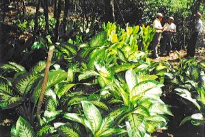 Plantage fr Zierpflanzen auf Yucatan bei Nuevo Xcan