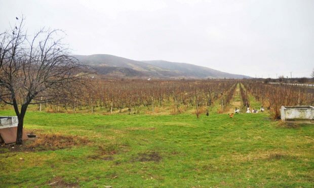 Weinberge Weinanbau in Rumnien bei Arad im Banat