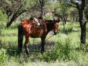 Pferderanch Provinz Cordoba Argentinien