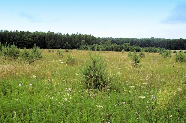 Landhaus mit Wald und Wiese bei Kroczyce Schlesien Polen