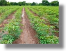 Grundstcke Ackerland fr Cassava in Nigeria