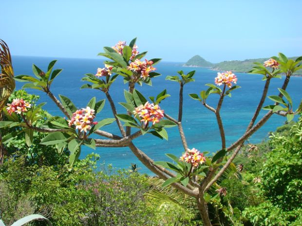 Blick vom Resort Grundstck auf das Meer von Grenada