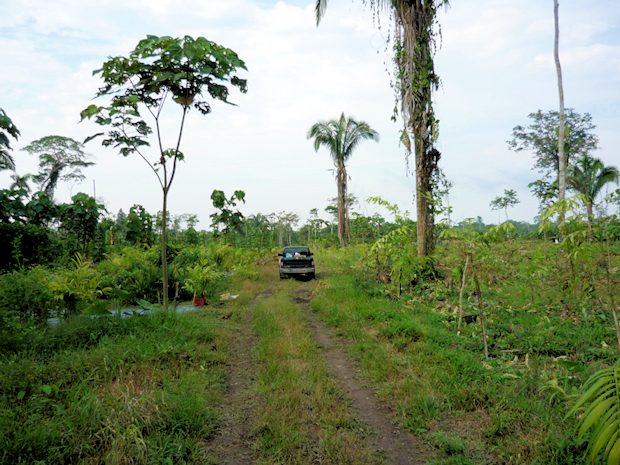Grundstck mit Plantagen in Ecuador