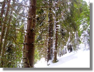 Fichtenwald Waldgrundstck Maramures in Rumnien zum Kaufen vom Immobilienmakler