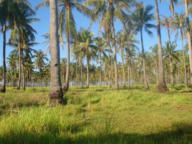 Grundstck mit Palmen Mango und Bananen auf Palawan bei Narra