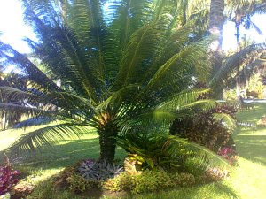 Palmen im Garten des Ferienhauses