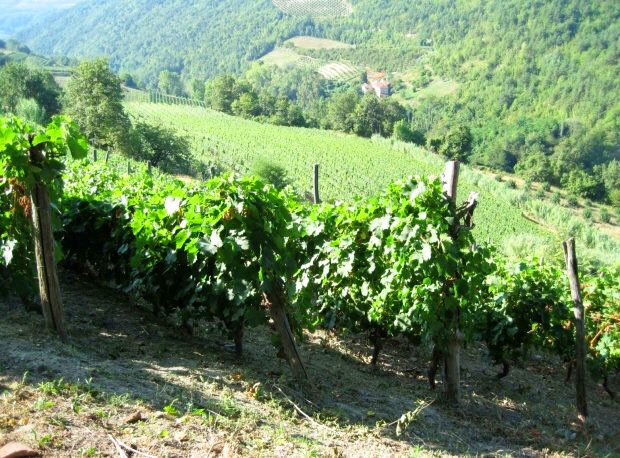 Grundstck mit Weinber im Piemont