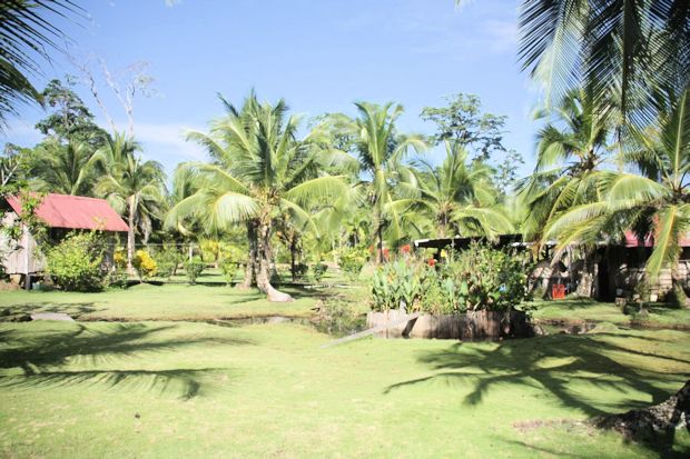 Garten Grundstck vom Restaurant bei Bocas del Toro