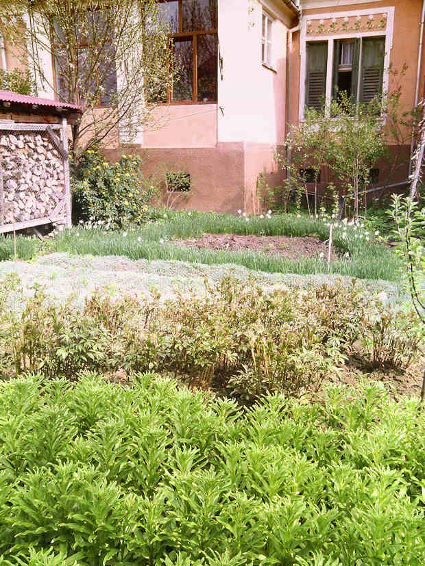Grundstck Garten vom Wohnhaus in Sighisoara