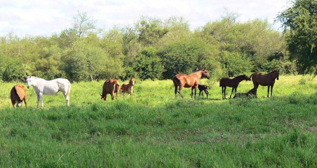 Pferdezucht auf dem Grundstck fr Landwirtschaft in Boqueron