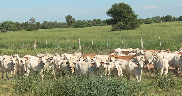 Jungfrsen der Rinderfarm in Paraguay