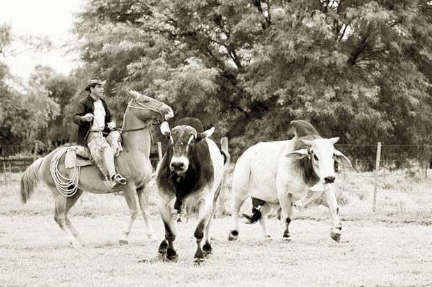 Rinderfarm in Paraguay