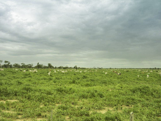 Landwirtschaft mit Weideland zur Viehzucht Rinderhaltung in Boqueron Paraguay
