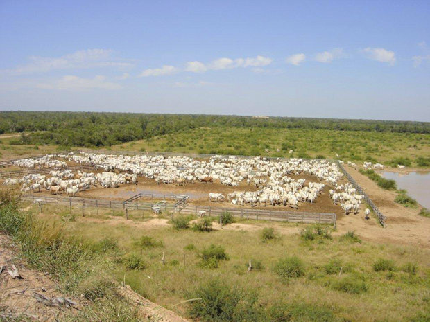 Rinderzucht auf dem Grundstck in Paraguay