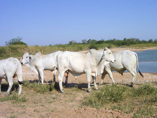 Jungbullen der Rinderzucht in Paraguay
