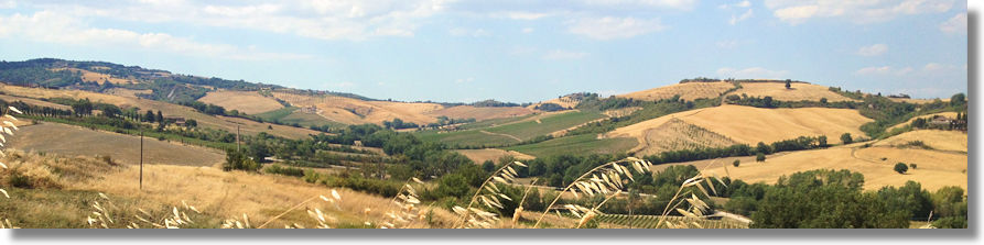 Grundstck umgeben von Weinbergen des Nobile di Montepulciano