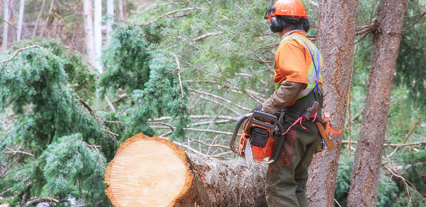 Betrieb fr Forstwirtschaft in Kanada zum Kaufen