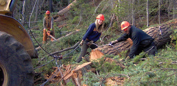 Forstwirtschaft forstwirtschaftlicher Betrieb in Kanada zum Kaufen