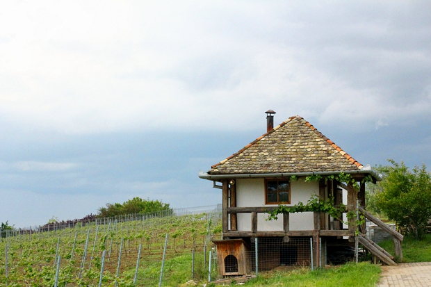 Weinhaus des Weingutes in Chioroc Arad