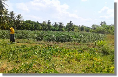 Grundstck zur landwirtschaftlichen Nutzung der Nord-Zentralprovinz in Sri Lanka zum Kaufen
