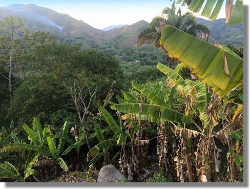Bananenplantage bei Itapipoca Ceara Brasilien zum Kaufen