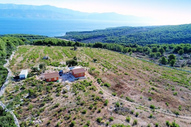 Olivenhain mit Baugrundstck auf Otoka Brac Kroatien