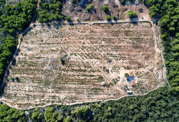 Olivenhain mit Baugrundstck auf Otoka Brac zum Kaufen