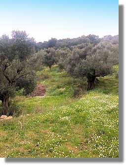 Olivenhain zum Kaufen in Griechenland