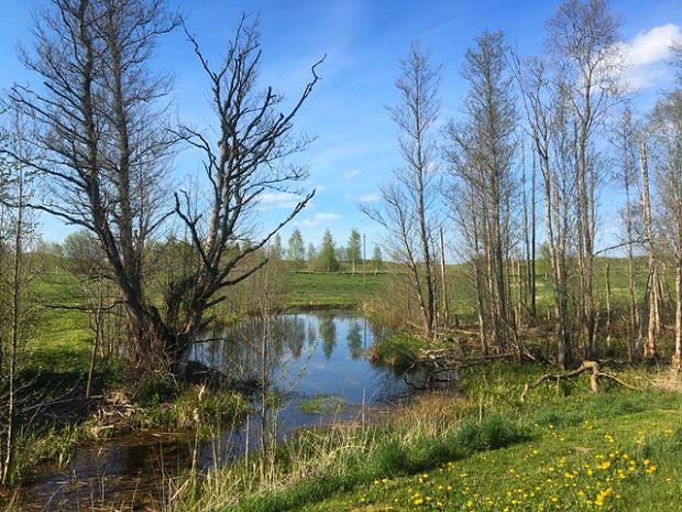 kleiner Teich auf dem Grundstck in Litauen