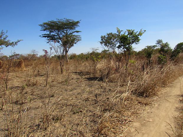 Land Grundstck im Gebiet Mukobeko im Kabwe District Sambia
