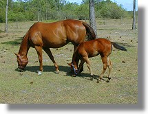 Ranch zur Pferdehaltung in Florida