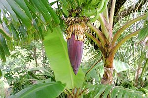 Bananenpflanzen auf dem Grundstück