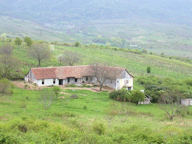 unsaniertes Weingut bei Arad in Rumnien zum Kaufen
