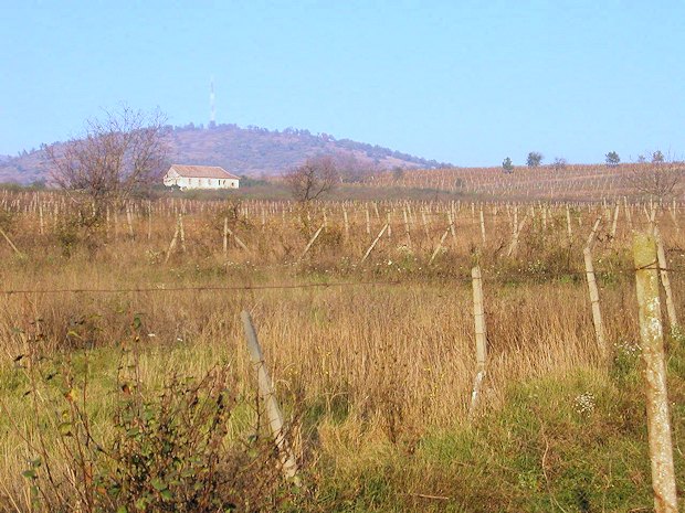 Weinberge vom Weinhof Weingut