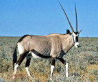 Oryx Bewohner der Baugrundstcke in Namibia