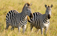 Zebras auf den Grundstcken