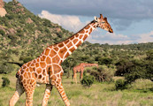 Giraffen auf den Grundstücken bei Okahandjja