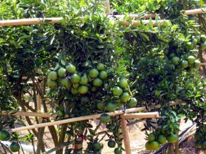 Limonenplantage in Thailand zum Kaufen