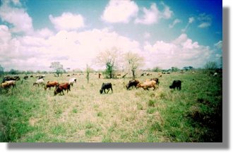 Ranch Farm in Tansania kaufen bei Bagamoyo