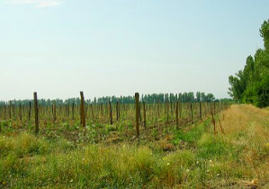 Weinanbaugebiet Weinberge in Georgien
