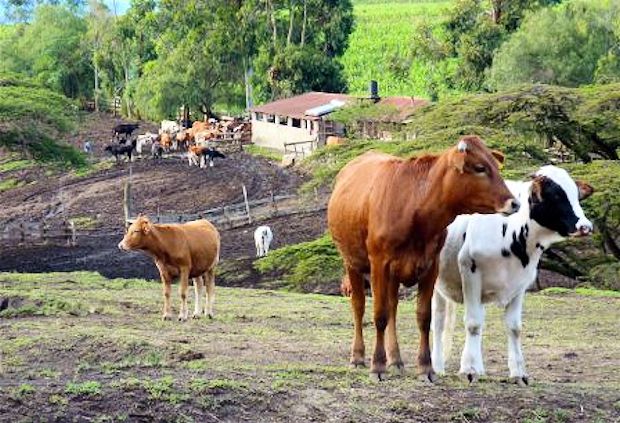 Rinderfarm mit Pferderanch in Tansania